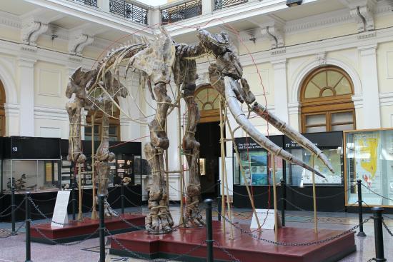 Museo cívico de historia natural Giacomo Doria
